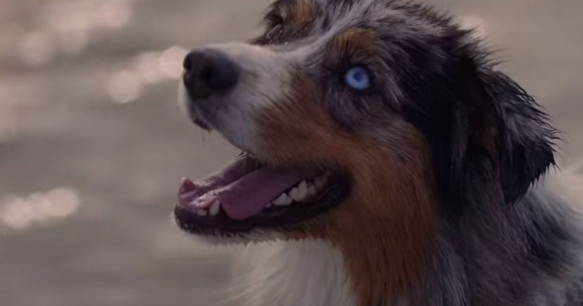 Ecco come i cani ci aiutano a combattere ansia e stress