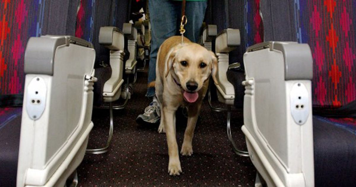 Cani mai pi in stiva tutti in cabina con i proprietari