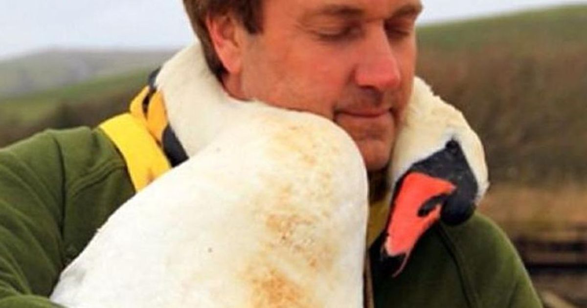 Il cigno che abbraccia il suo soccorritore