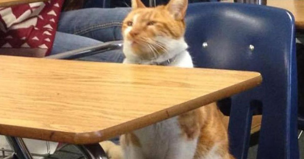 Bubba, il gatto studente che adora andare al liceo