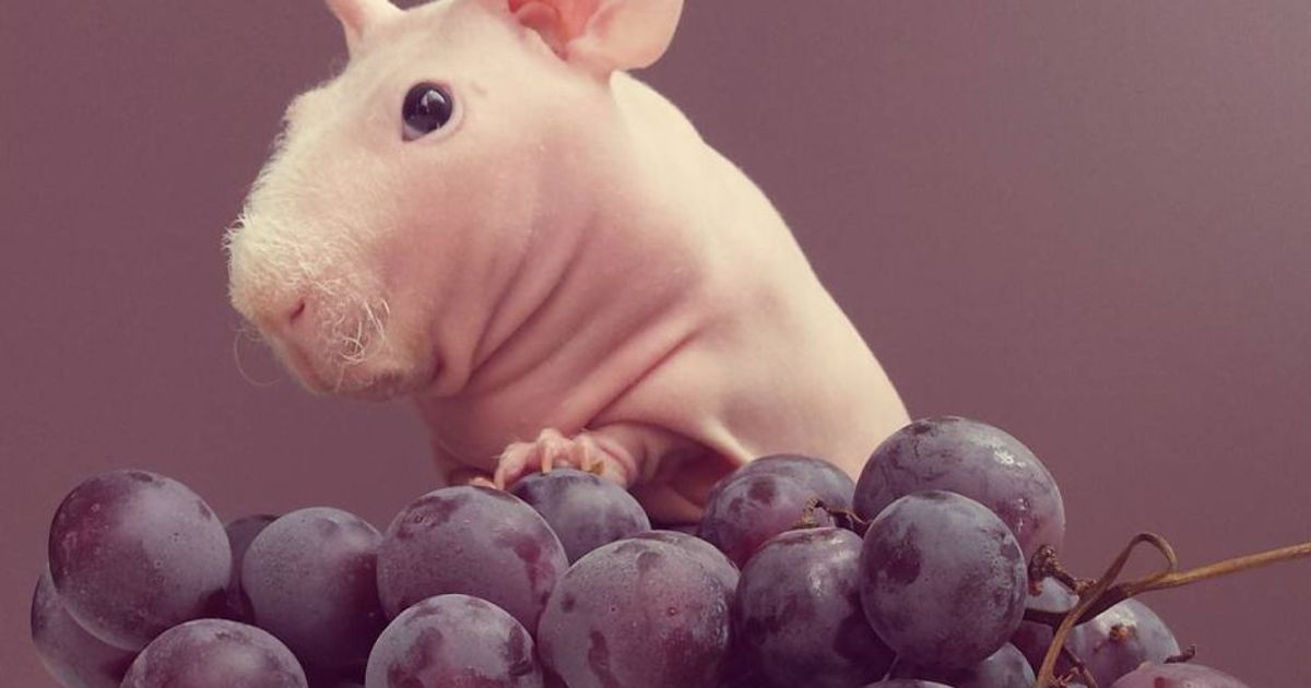 Il porcellino Ludwik è una star del web