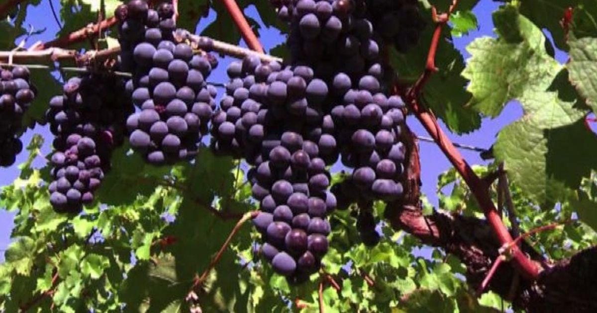 Liber, il sistema di monitoraggio intelligente del vigneto