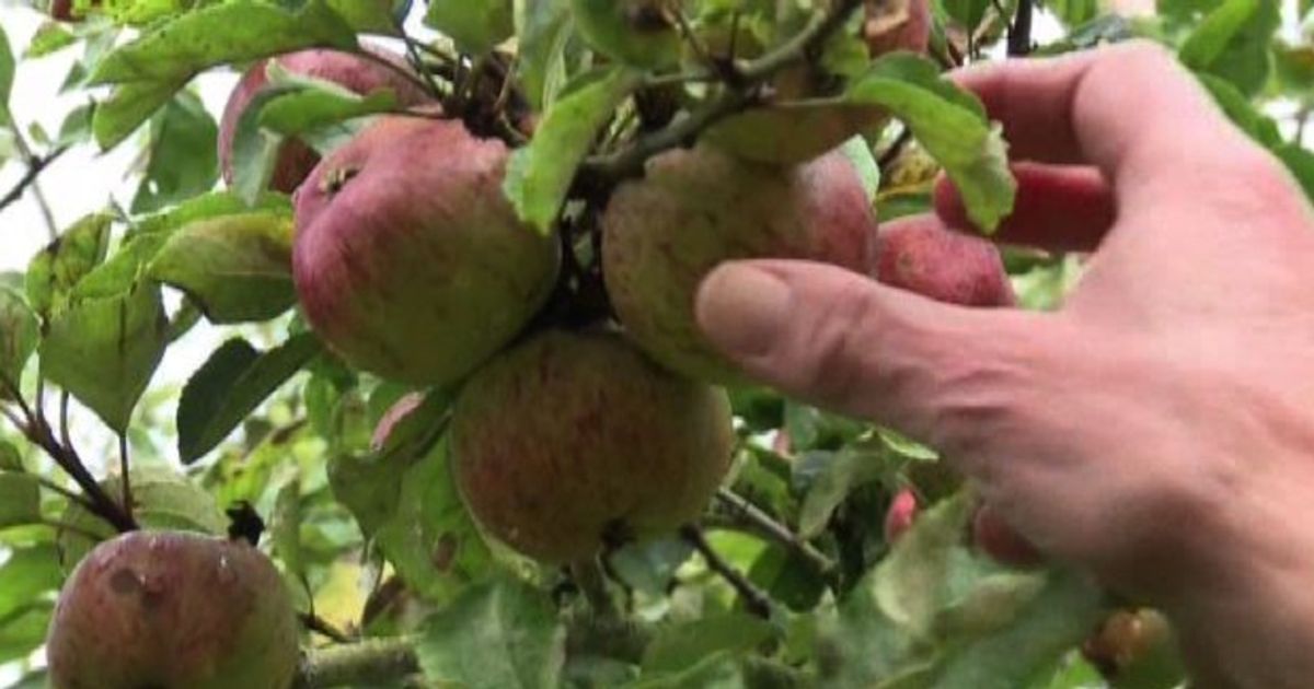 Glifosato è o non è cancerogeno? L’Ue rinvia voto sull’erbicida