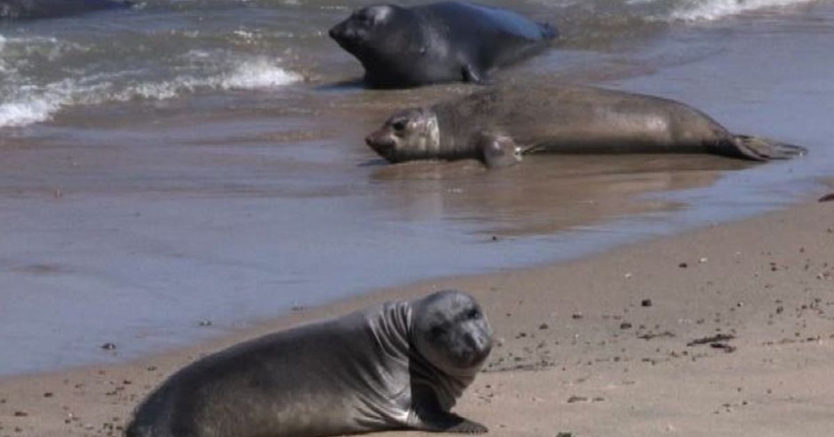California, l’impegno del Marine Mammal Center per i leoni marini