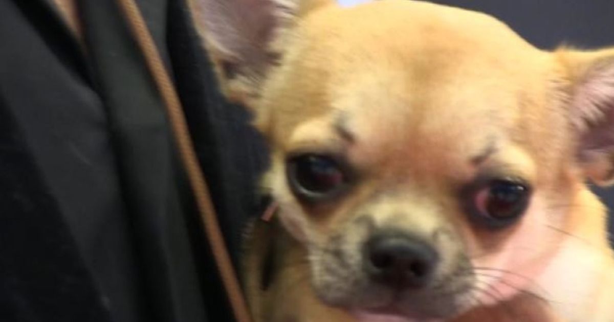 E’ un miniscolo Chihuahua il cucciolo più bello d’Italia