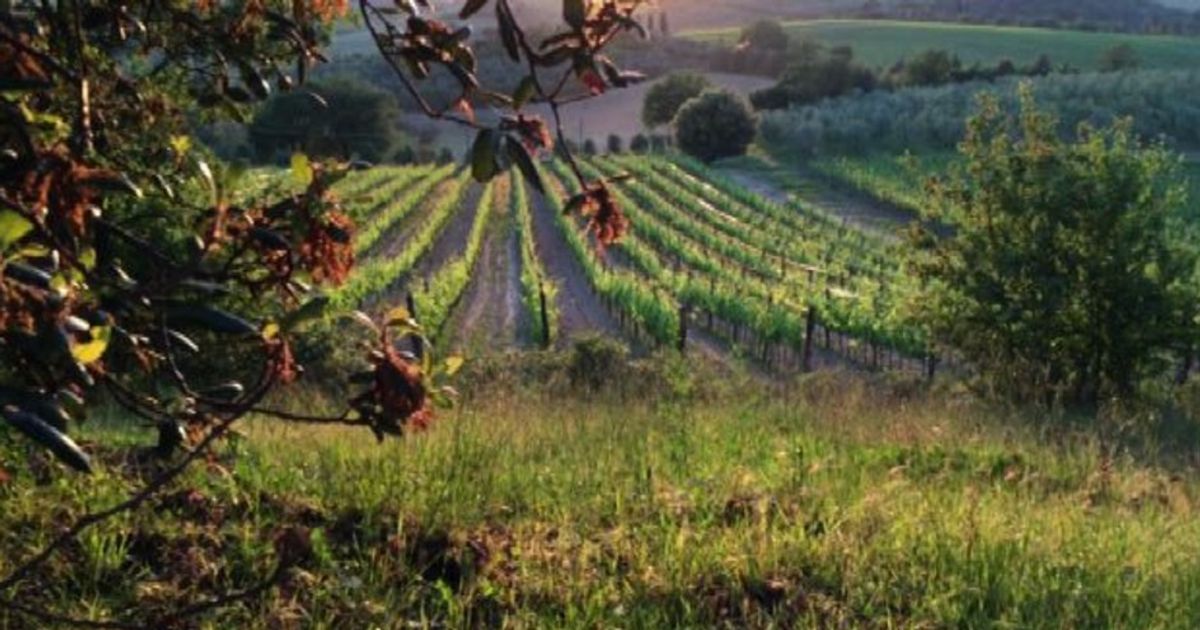 Il 28-29 maggio Cantine Aperte, record adesioni in Toscana