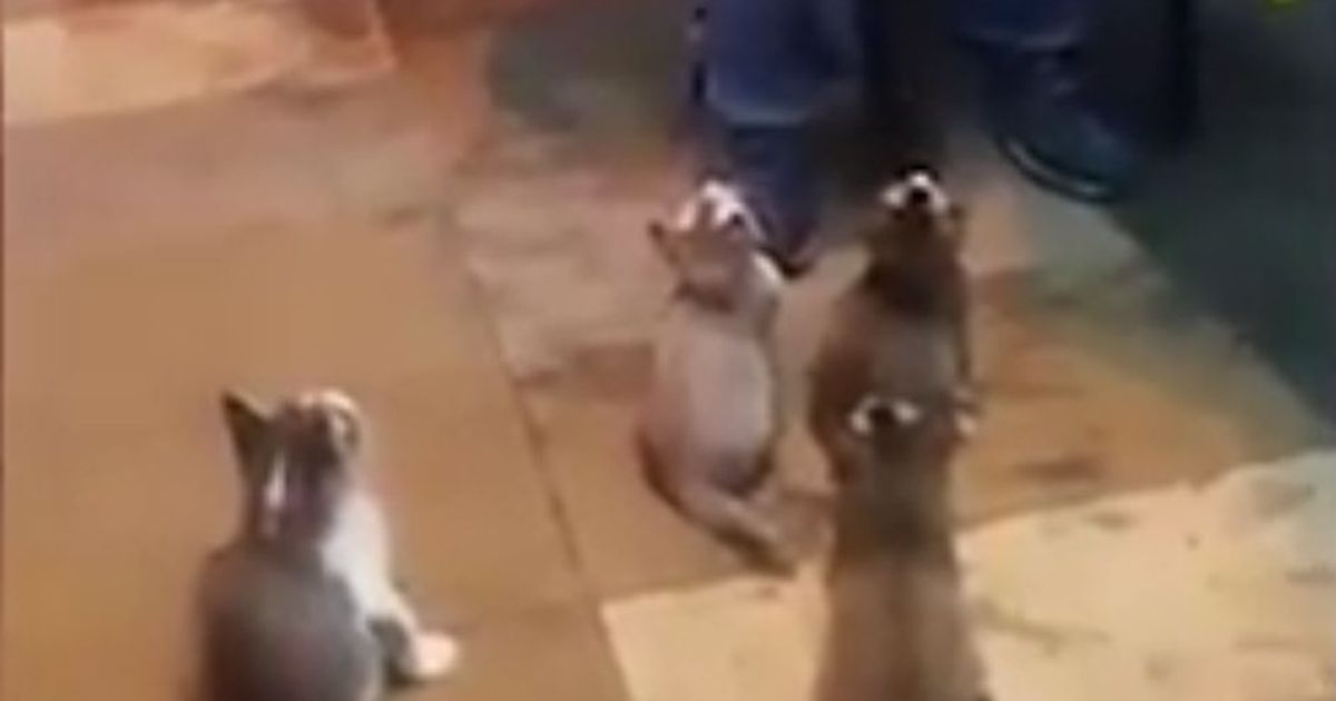 4 gattini diventano fan di un musicista di strada