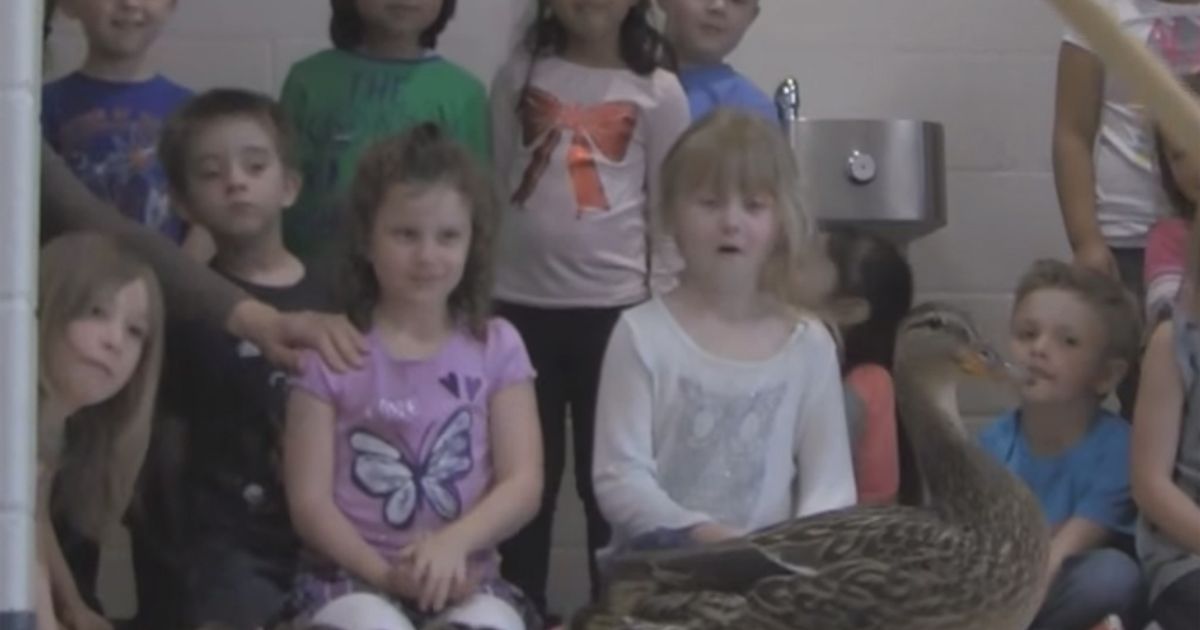 Mamma anatra illustra la scuola ai suoi piccoli e tutto si ferma come d8217incanto