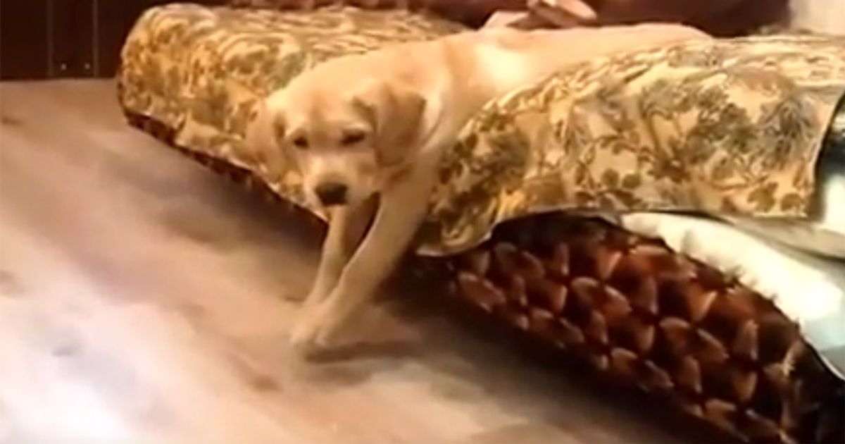 Quando si dice morto di sonno8230