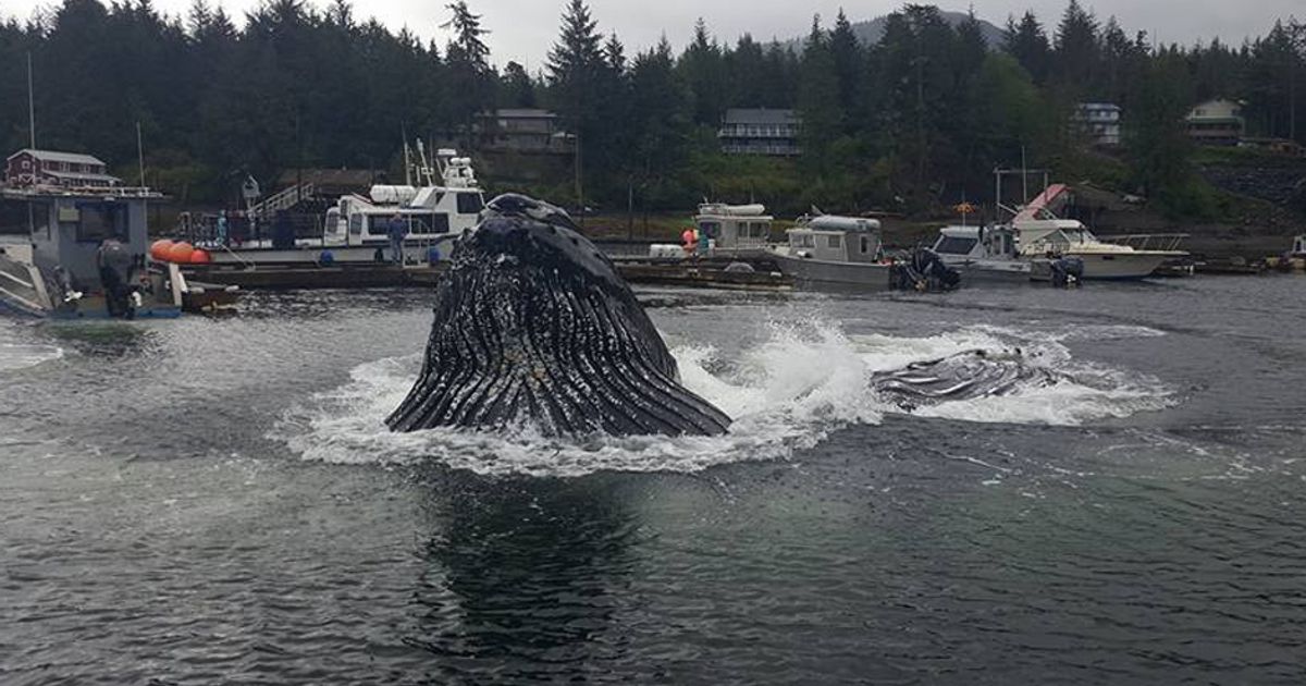 Una megattera spunta a sorpresa in un porto turistico