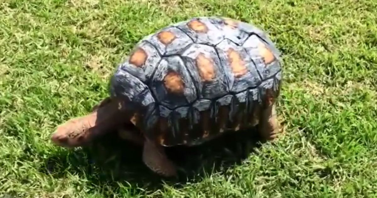 Ecco Freddy la tartaruga ricostruita con il 3D