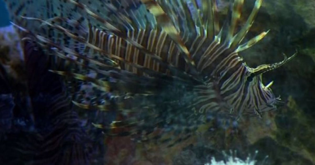 Cuba, l’invasiva minaccia del pesce scorpione si cura a tavola