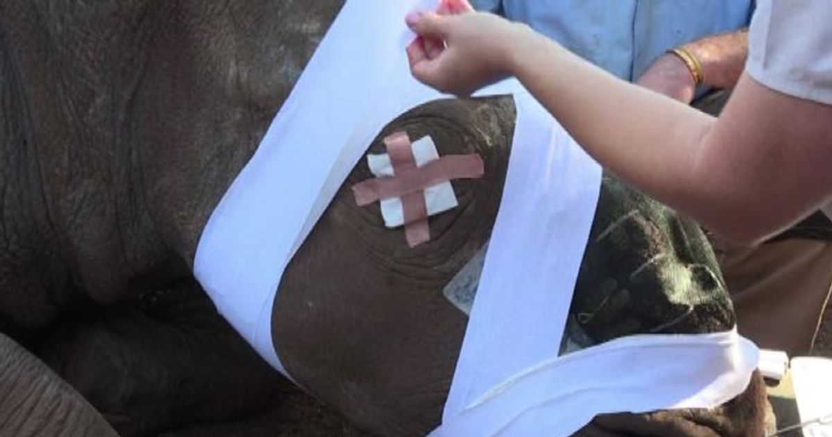 Sudafrica: il calvario di Hope, massacrata dai bracconieri