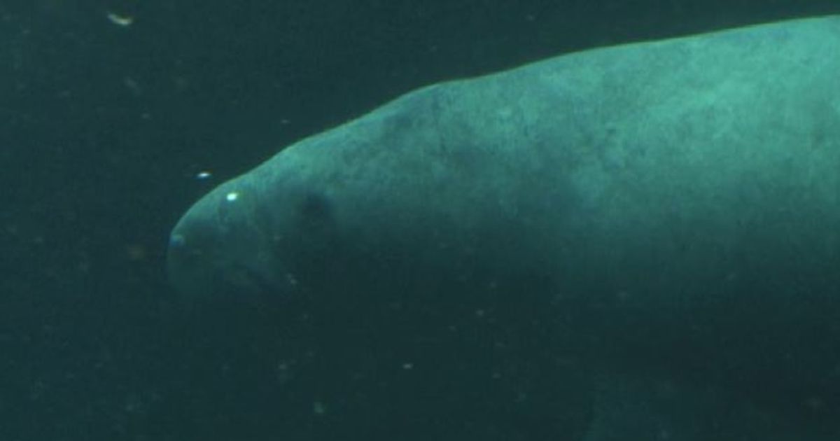 Allo zoo di Parigi è arrivato Husar, un lamantino di 400 kg