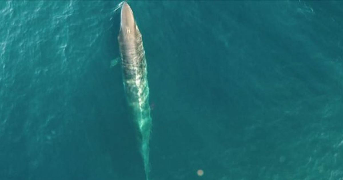 Nuova Zelanda, spettacolo delle balene di Bryde ripreso dal drone