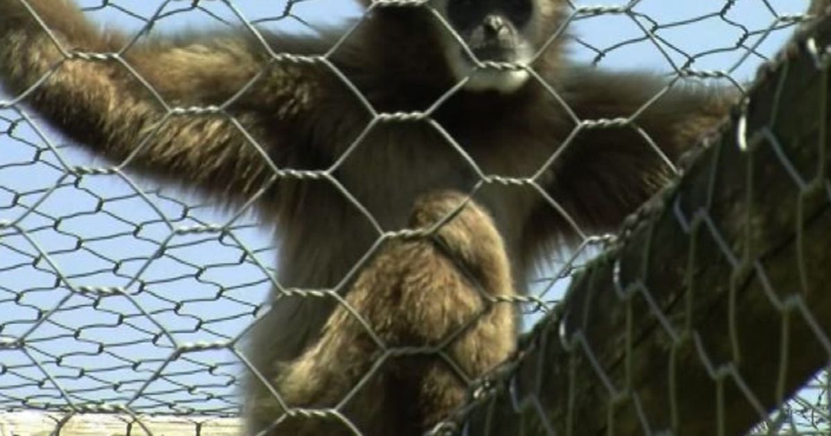 Un regno di animali esotici alle porte di Roma