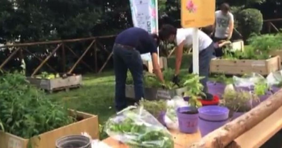 Alla Luiss fragole dell’orto coltivate da giardinieri autistici