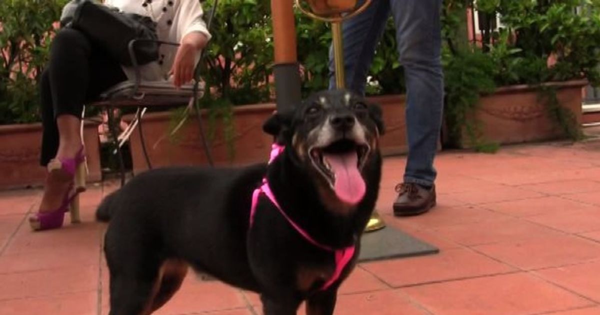 In albergo con Fido: aumentano in Italia gli hotel pet-friendly