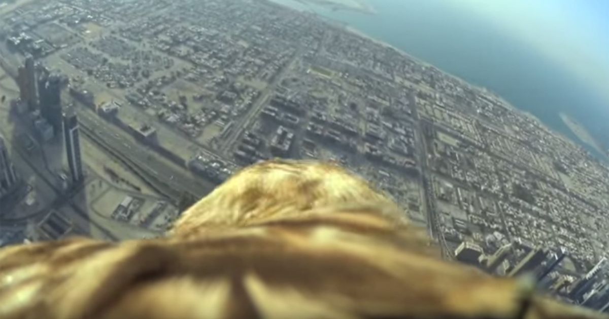 Ecco il meraviglioso volo di un’aquila sopra Dubai