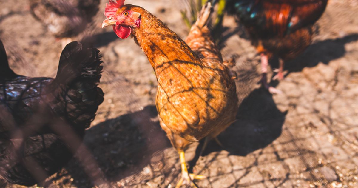 “Hai un cervello da gallina” non è più un insulto!