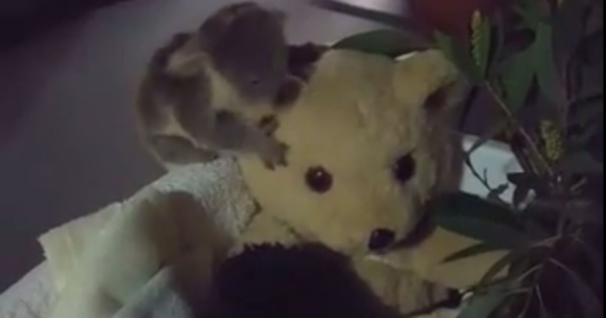 Una koala cerca un po’ di affetto da un peluche