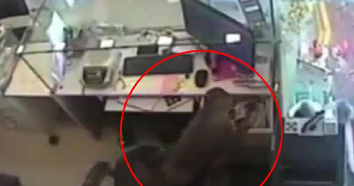 Come Lupin: così la scimmia ruba 200 dollari dalla gioielleria