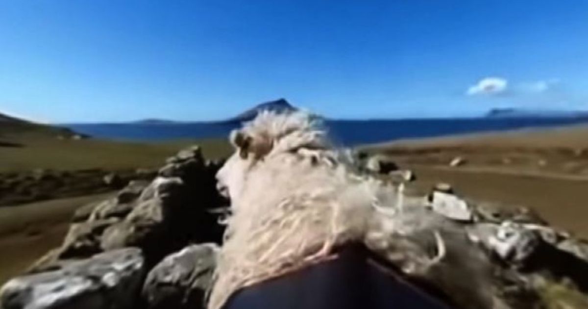 Videocamere a 360 sulle pecore per mappare le isole Far Oer