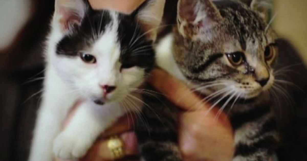 Contro abbandono animali: “Il tuo posto è sempre accanto a noi”