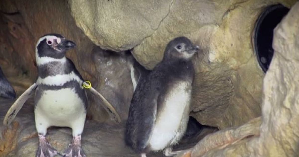 Tre pinguini di Magellano sono nati all’Acquario di Genova