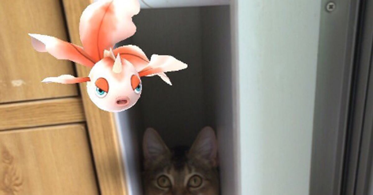 I Cani e i gatti vedono i Pokmon