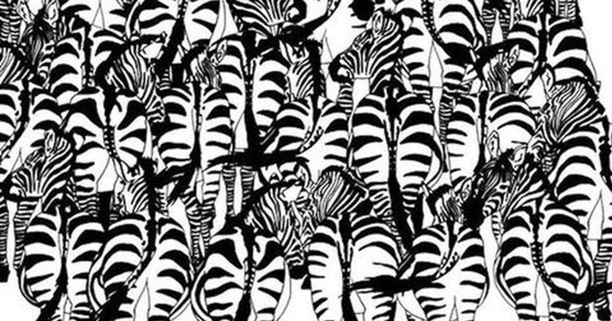 Tra queste zebre si nasconde un tasso. E’ caccia all’intruso