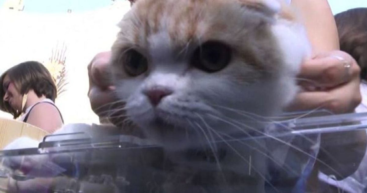 Gatti in passerella alla premiere di “Nine Lives” a Hollywood