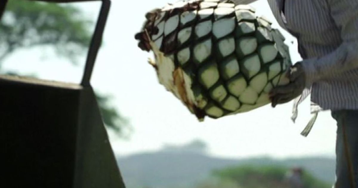 Ford pensa agli scarti della tequila per costruire le auto