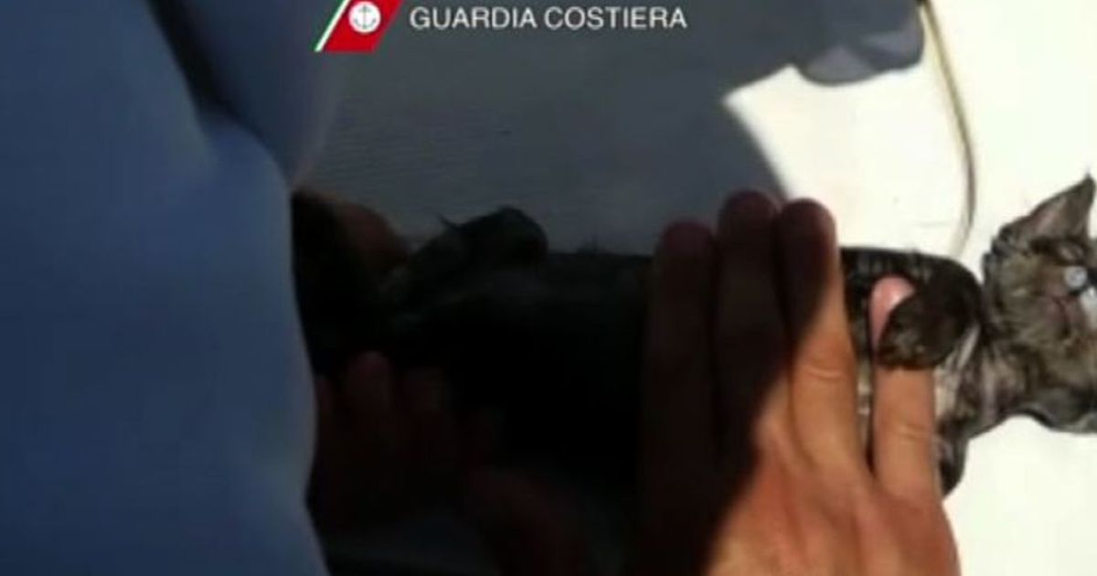 Charlie, il gattino caduto in mare salvato e rianimato a Marsala