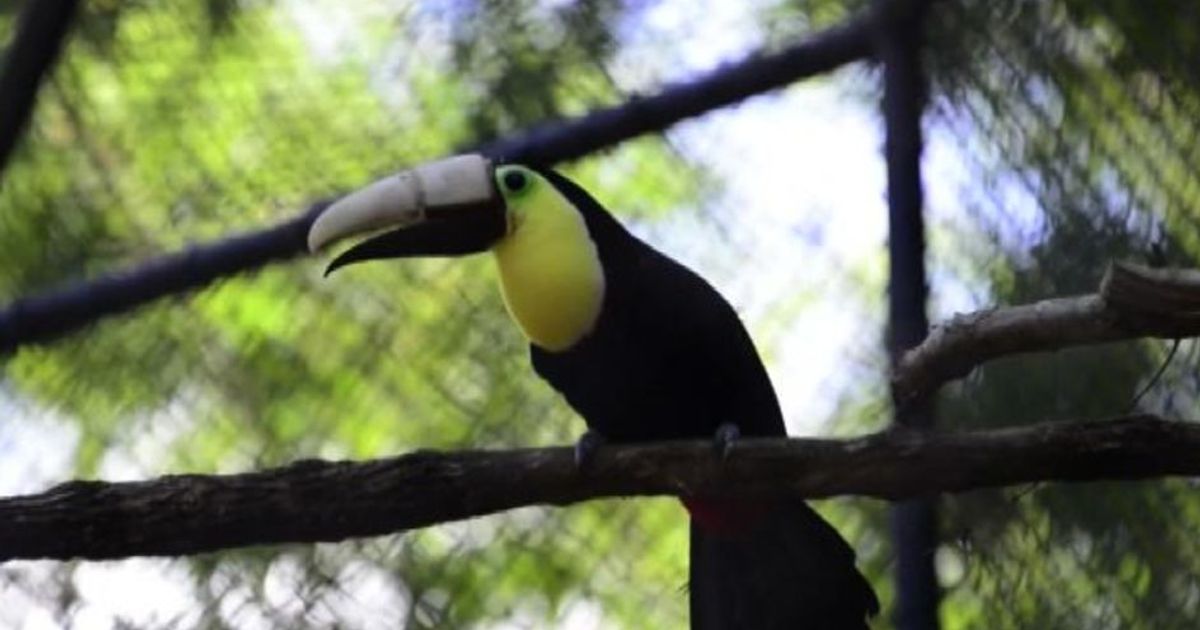 Costarica il tucano Grecia ha un nuovo becco stampato in 3D