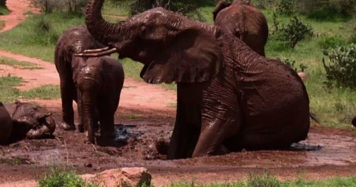 Dedicata agli elefanti la Giornata mondiale della natura 2016