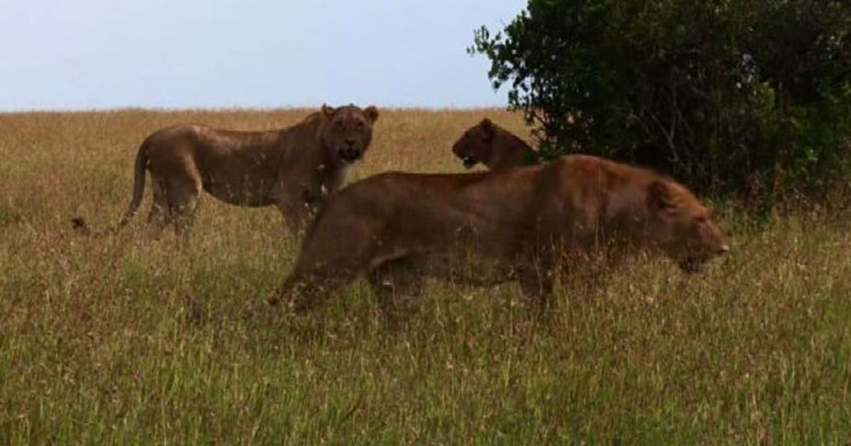 Kenya, anche Gps per proteggere i leoni della Ol Pejeta Reserve