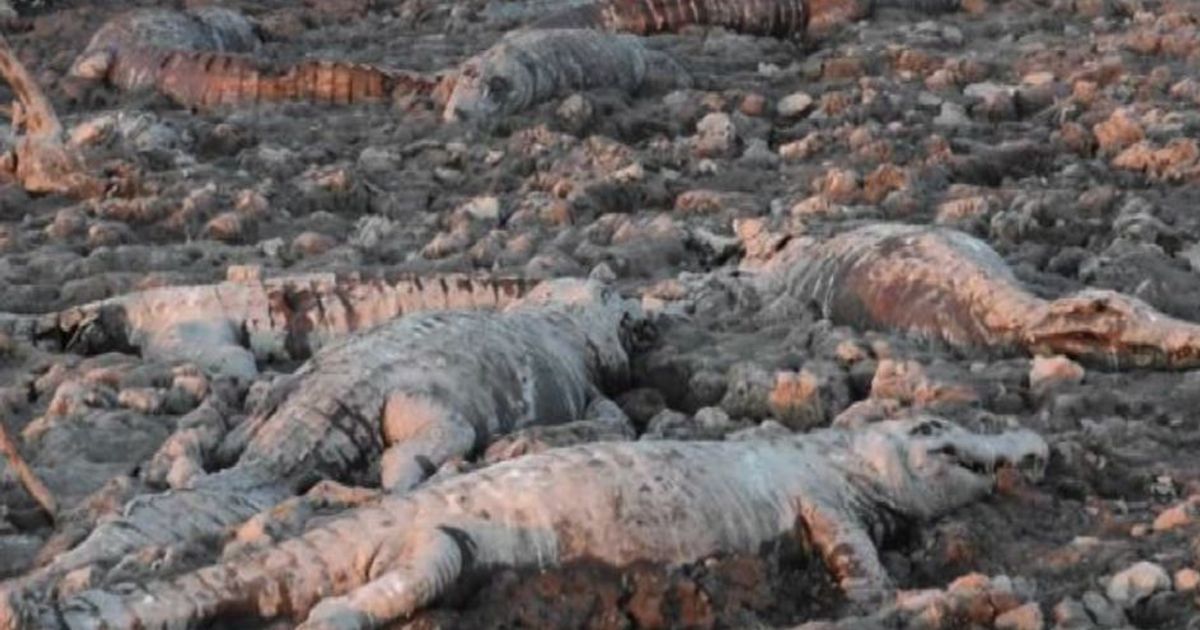 Siccità in Paraguay: cimitero di caimani nel fiume Pilcomayo
