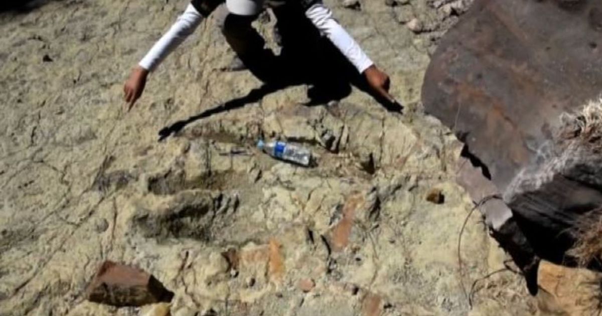 Bolivia, scoperta l’impronta di un enorme dinosauro carnivoro