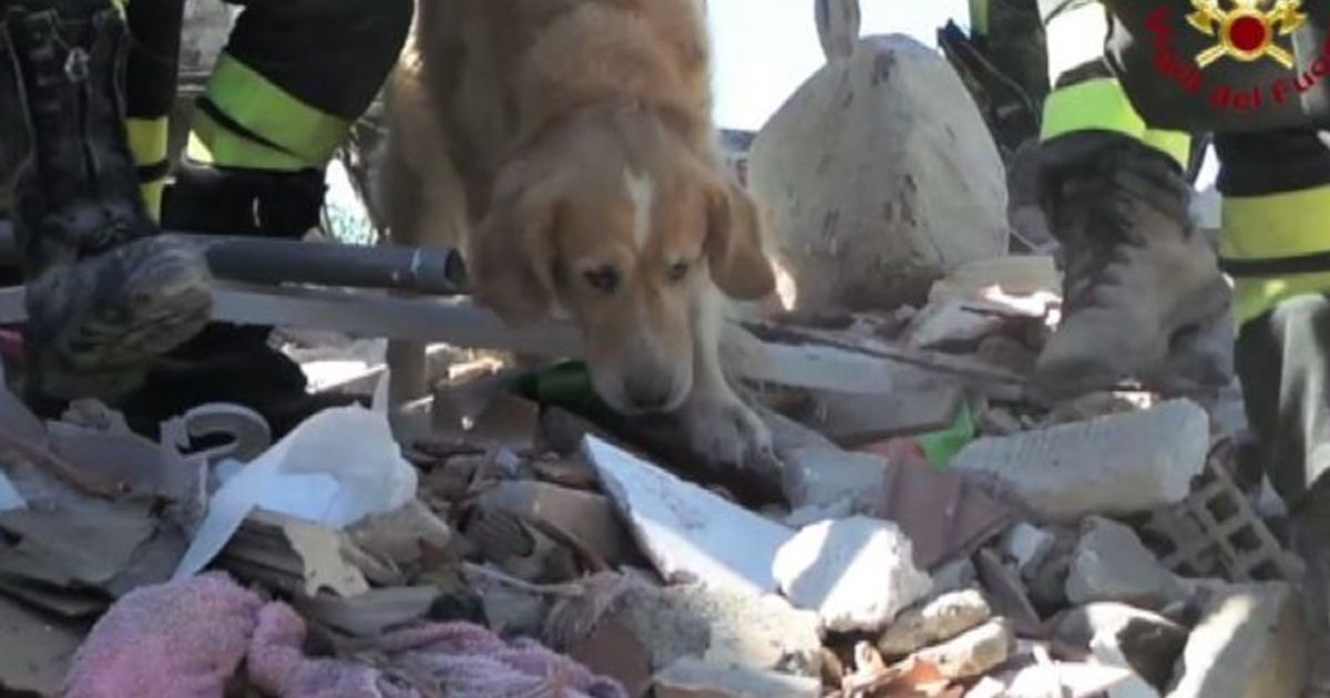 Salvo un cane Golden Retriever dopo 10 giorni dal sisma