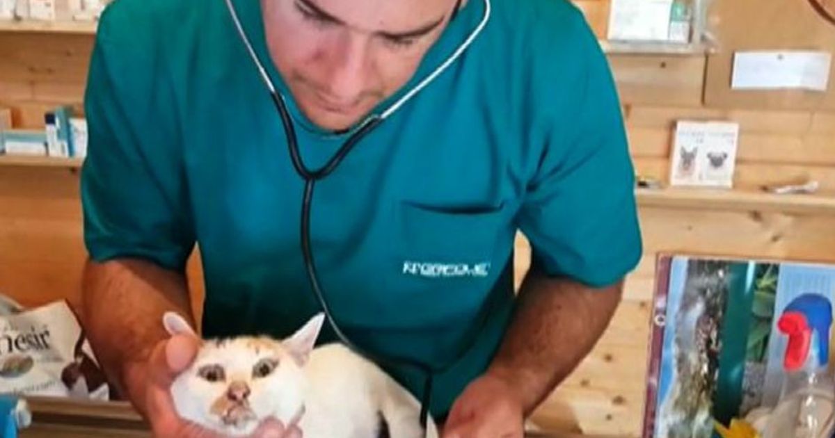 Amatrice: viva dopo 12 giorni la gatta Carina, sorella di Gioia