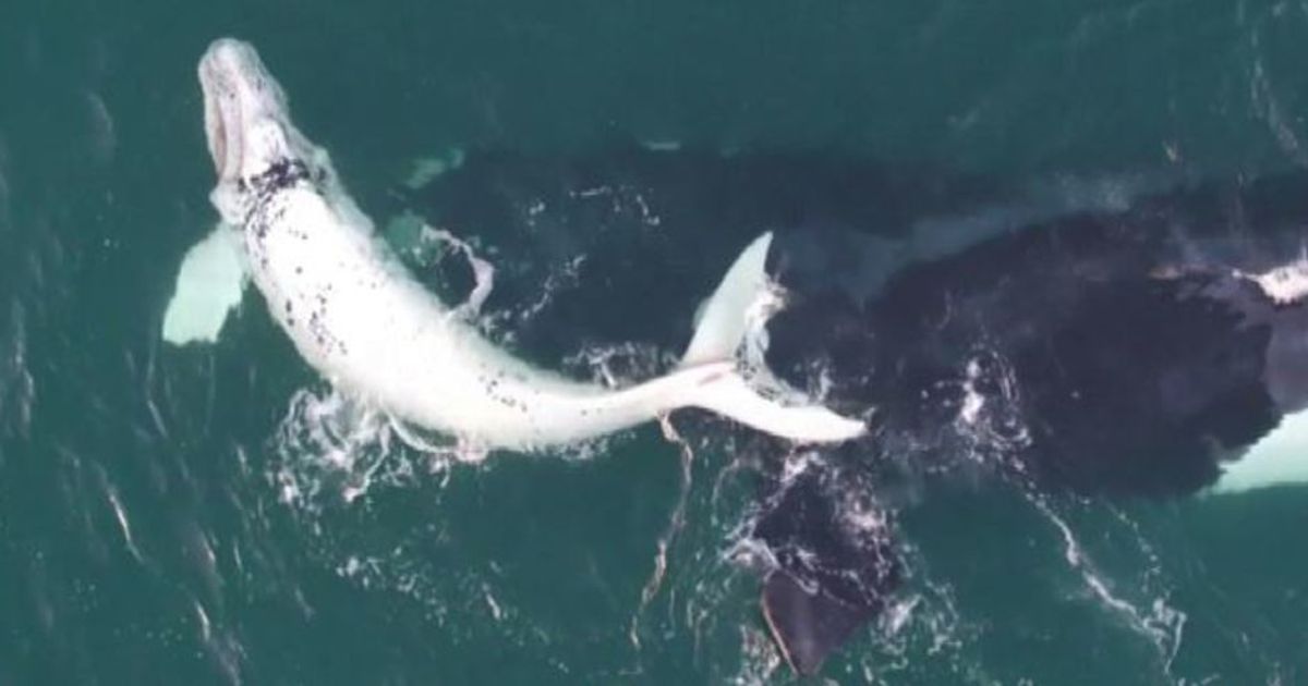 Australia, i droni nella ricerca sulla balena franca australe