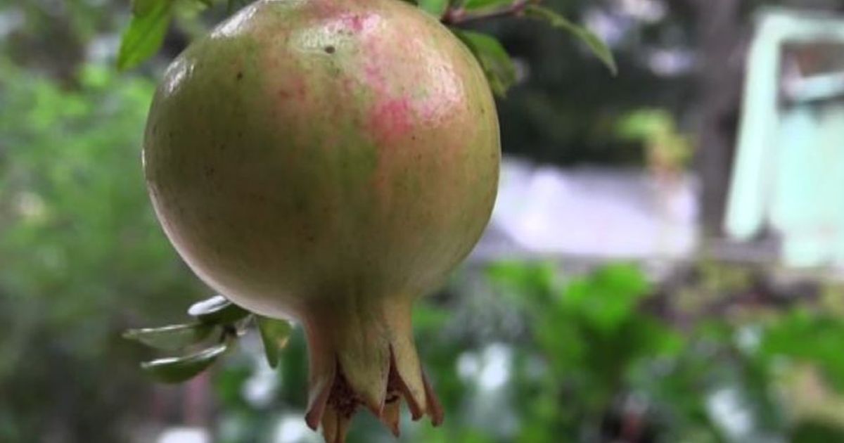 Ecologia e cultura, a Milano torna “A Seminar la Buona Pianta”