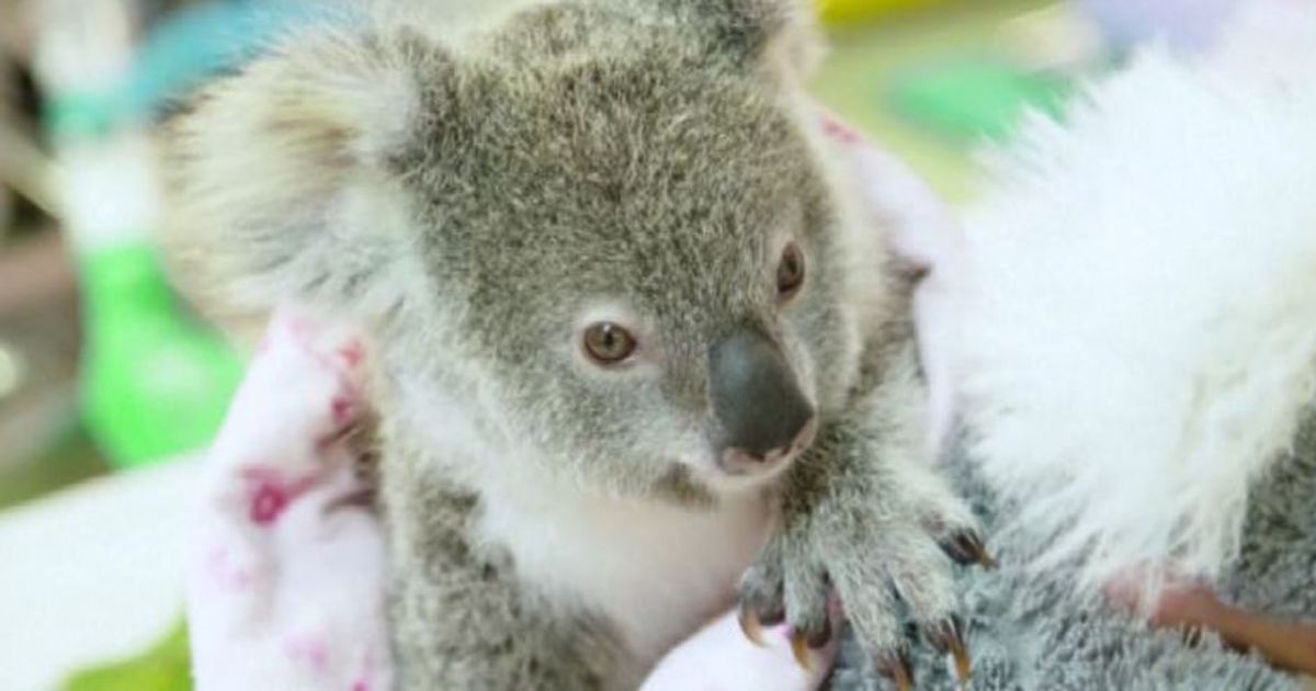 Australia, koala orfano in via di recupero grazie a un peluche