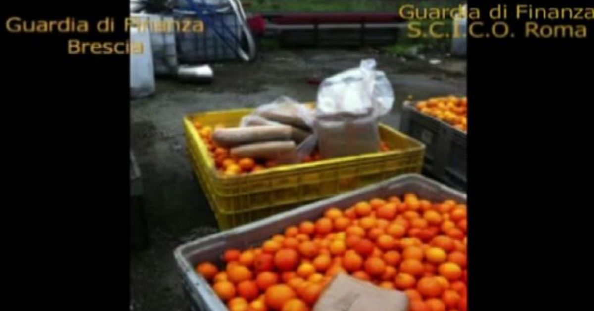 Marijuana in casse di agrumi, 99 arresti e 5 tonnellate di droga