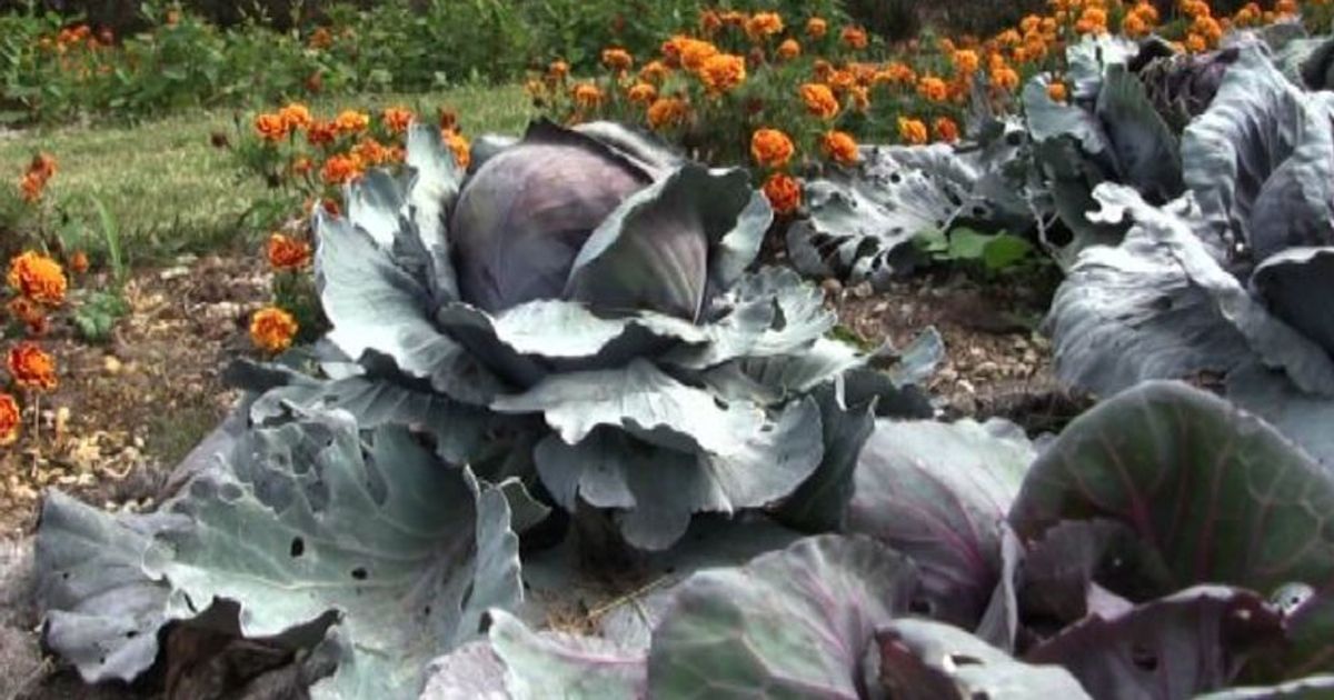 Milano, Orti fioriti all’ombra delle torri di Citylife