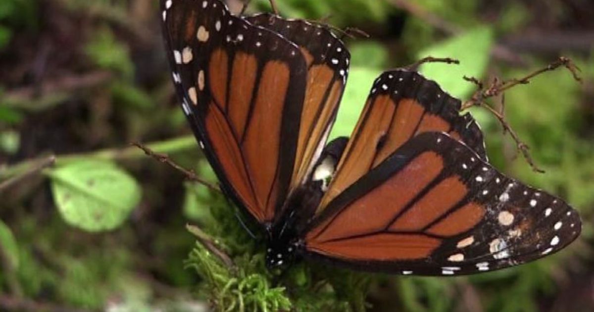 Messico, raid della polizia a difesa della farfalla monarca