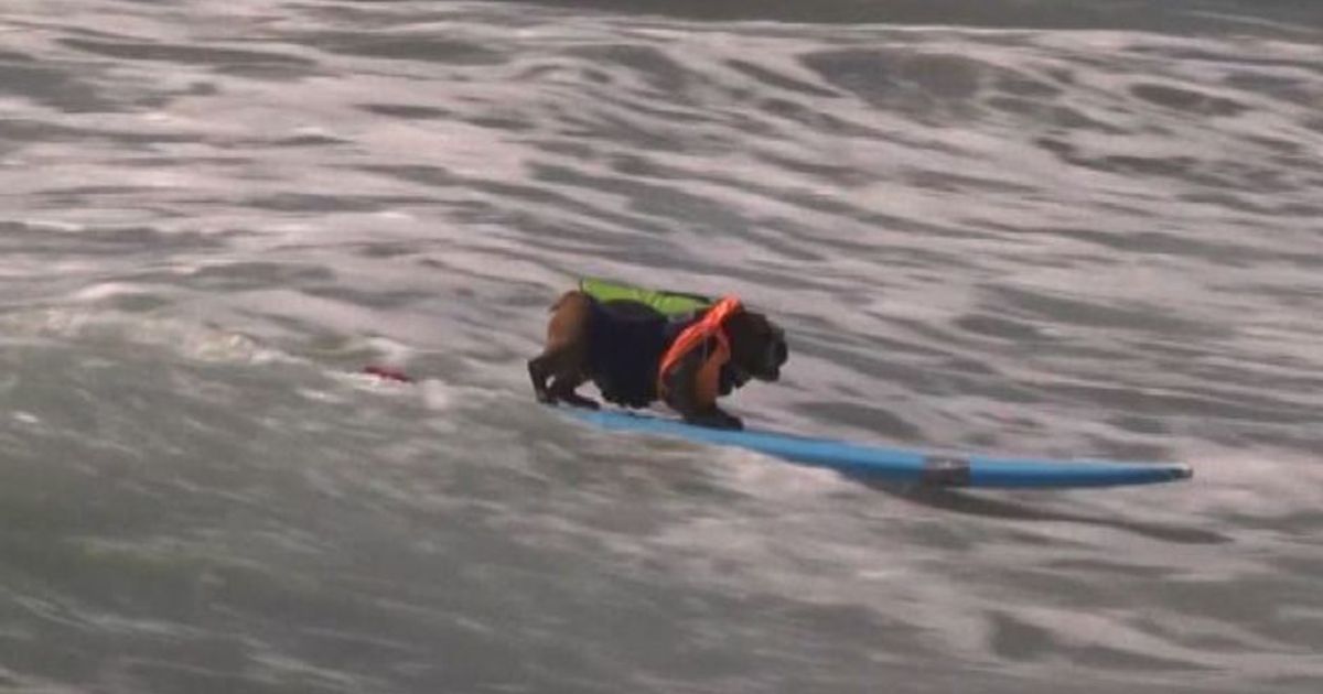 California, tutti pazzi per il “Surf City Surf Dog”