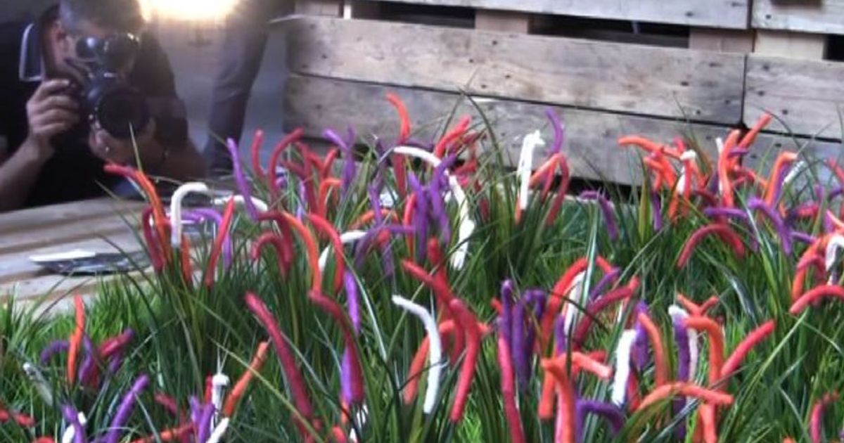 Al Salone del Gusto i progetti per il diritto al cibo in Africa