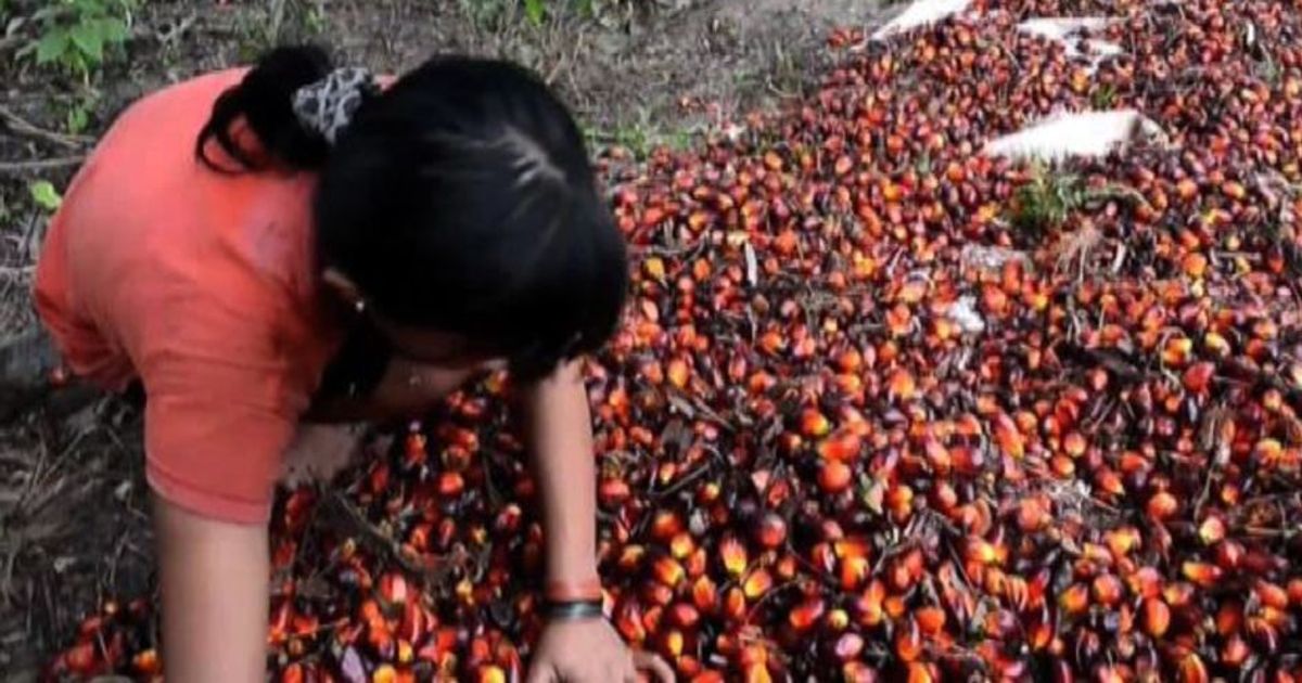 Olio di palma, chimici e nutrizionisti: demonizzato senza senso